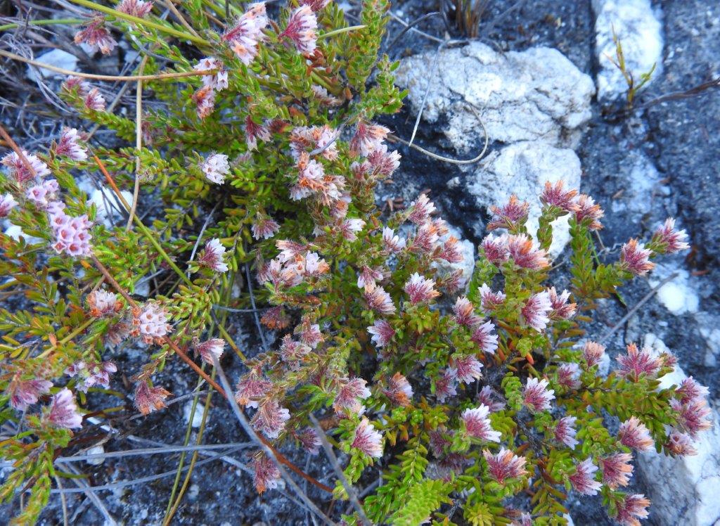 fernkloofza's tweet photo. Many pink #Ericas flowering now!
This #Erica #ioniana or "small nodding heath" is #Rare.
#Erica #ioniana is a highly localised endemic from the #Kleinriver #Mountains. Named after Dr. Ion James Muirhead Williams (1912-2001) a well known Hermanus botanist and collector https://t.co/HiS3MyfwCr