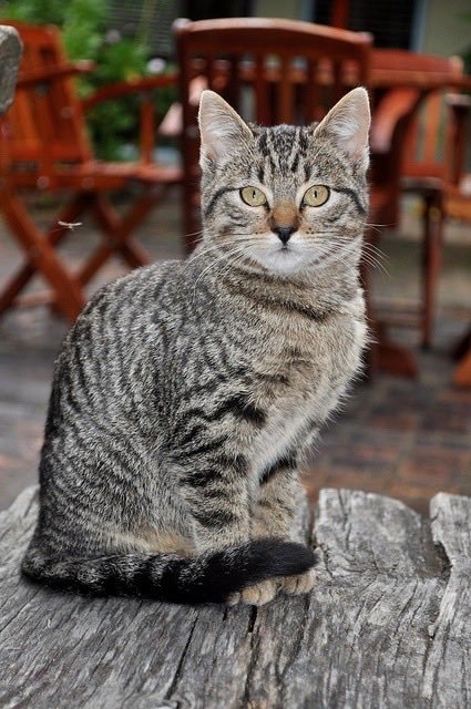 yoga_and_more's tweet image. do you love me ?? ❤️ 😺 🎉 🎈 🍀 ❤️