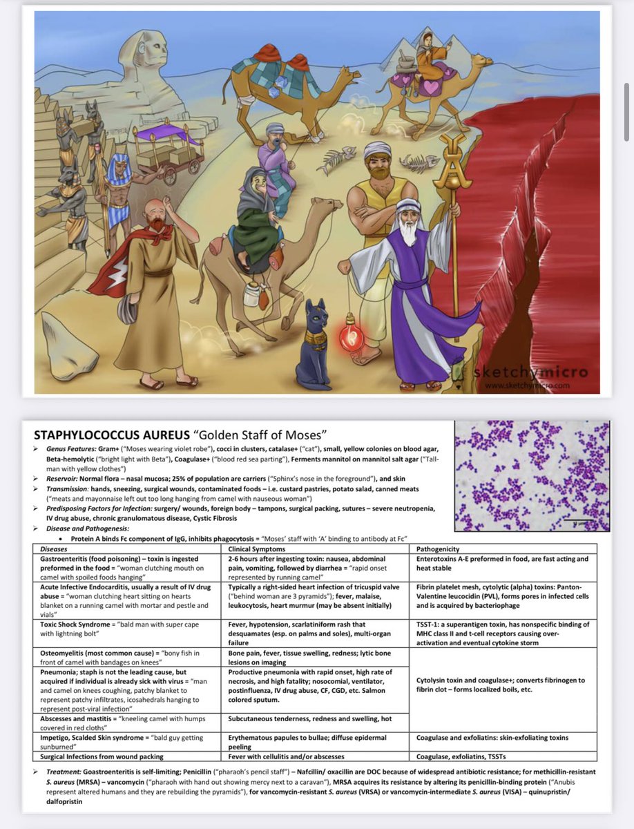 knows_med's tweet image. Micro visual mnemonics, 217 pages! 👏

📌DM for details