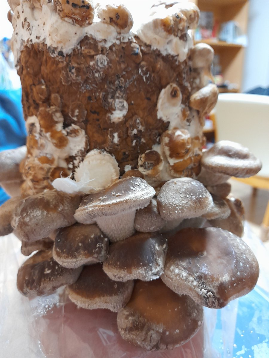 Leca_VIR's tweet photo. Entering the mushroom industry: our first shiitake farm 😆 https://t.co/X1L6MiYWDY