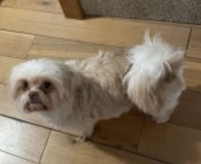 🚨NERVOUS - DO NOT CHASE🚨
BLOSSOM MISSING #GarstonPark #WD25 SOUTH EAST 9/2/23 
Female/adult #ShihTzu 
TAGGED CHIPPED SPAYED 
WEARING A RED &amp; WHITE POLKA DOT HARNESS. VERY TIMID AS EX-BREEDING DOG 
WILL RUN IF CHASED/APPROACHED BY SOMEONE SHE DOESNT KNOW

doglost.co.uk/dog-blog.php?d…