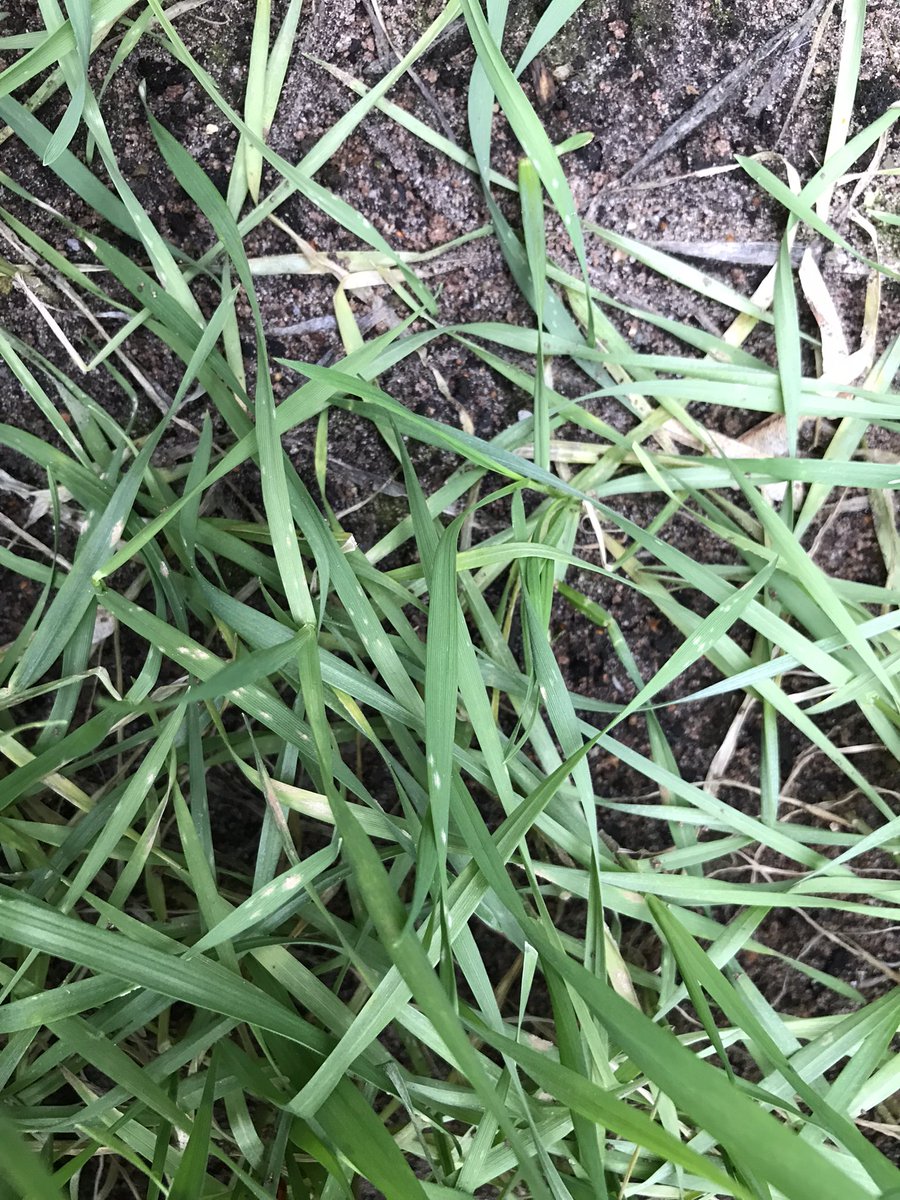 SUwland's tweet photo. Meeldauw in de #tarwe 🌾 en hybride #rogge #backyardfarming #staatdikgenoeg #leukmetdekids #biologisch #proefje #akker @BayerCropNL #teambayerbenelux https://t.co/WhzolwOeMb