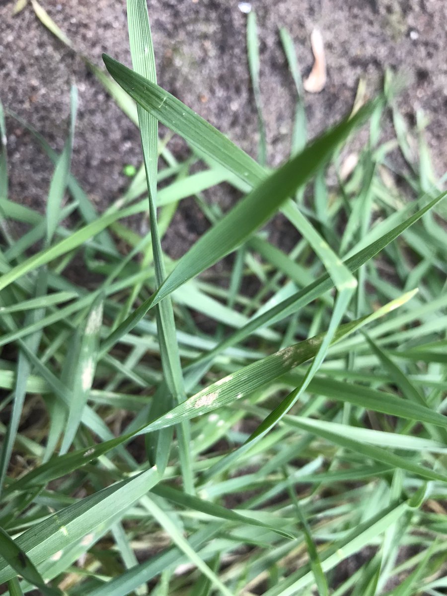 SUwland's tweet photo. Meeldauw in de #tarwe 🌾 en hybride #rogge #backyardfarming #staatdikgenoeg #leukmetdekids #biologisch #proefje #akker @BayerCropNL #teambayerbenelux https://t.co/WhzolwOeMb