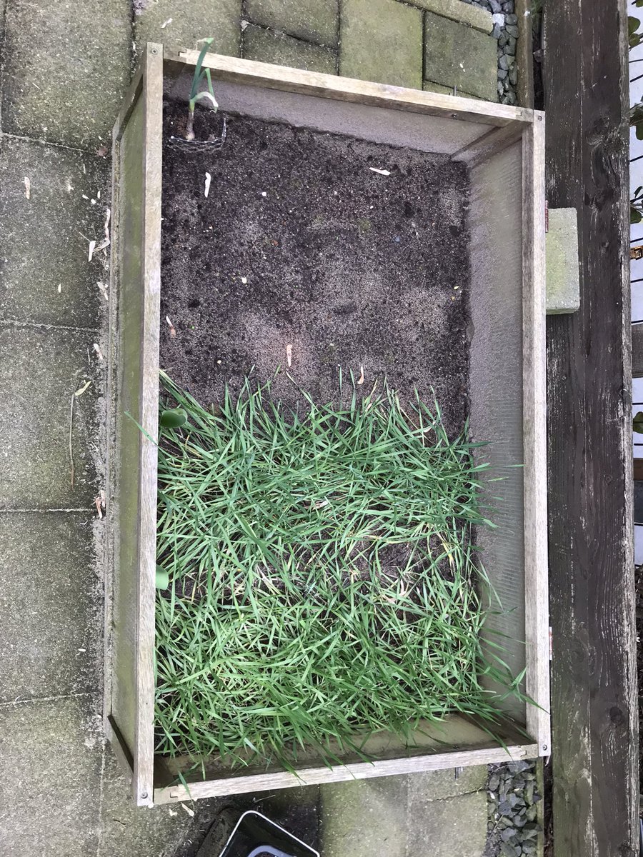 SUwland's tweet photo. Meeldauw in de #tarwe 🌾 en hybride #rogge #backyardfarming #staatdikgenoeg #leukmetdekids #biologisch #proefje #akker @BayerCropNL #teambayerbenelux https://t.co/WhzolwOeMb