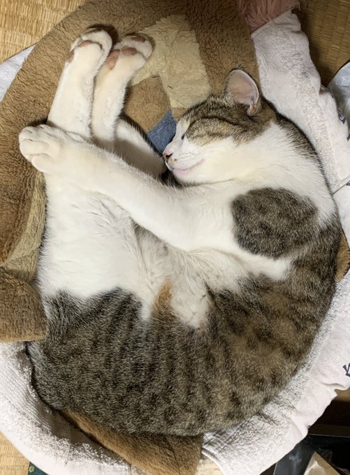 #何も言わずに飼い猫の横顔をアップする選手権 