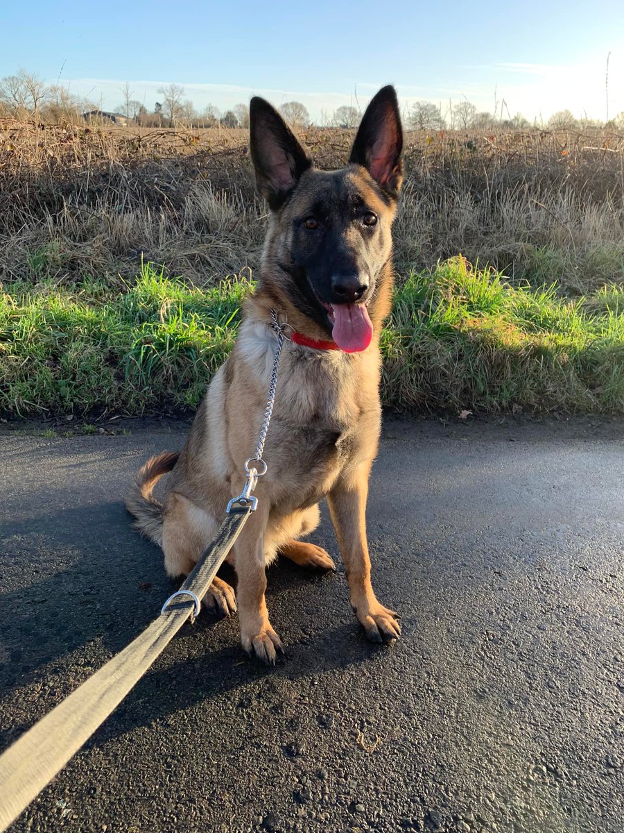 Please retweet to help Axel find a home #ESSEX #ENGLAND Aged 1, already been let down a few times having been passed around. He needs an experienced adult home to go on with training. #GermanShepherd x #Malinois DETAILS or APPLY👇 gsrelite.co.uk/axel-3/