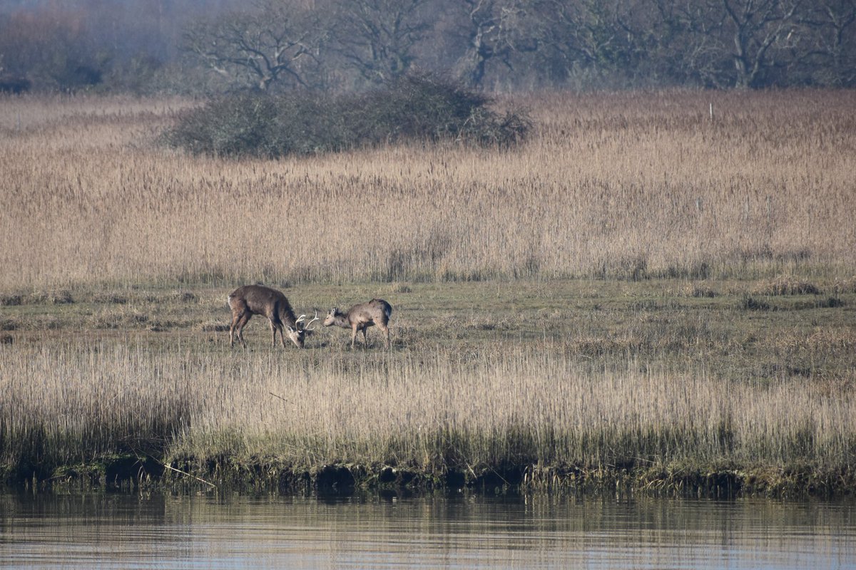 Sika deer 
#WarehamEstuary
#365DaysWild