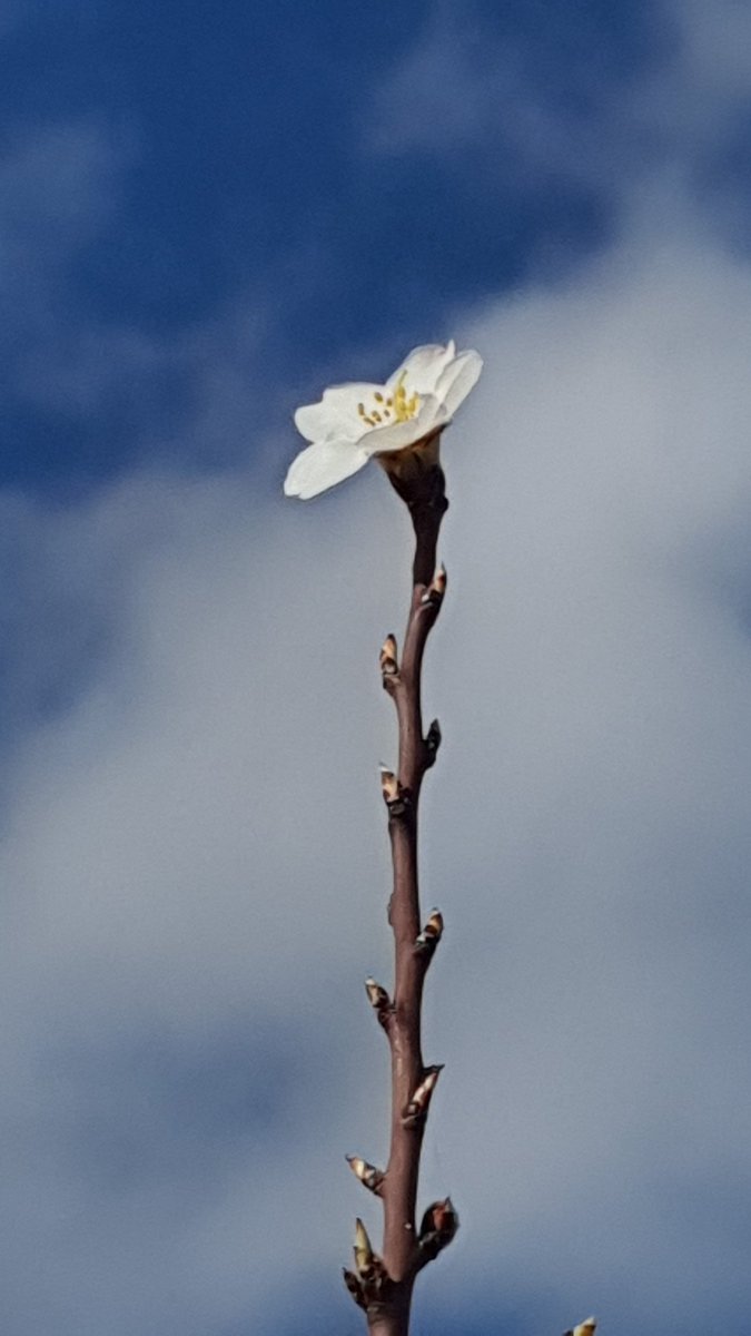 Primeros almendros floreciendo