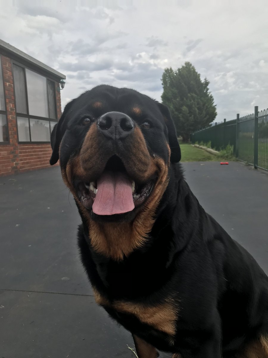 devilschild1970's tweet image. my  jerry lee will be 4 years old this year its gone so fast from a puppy to my big teddy bear i love him so much he is a good boy