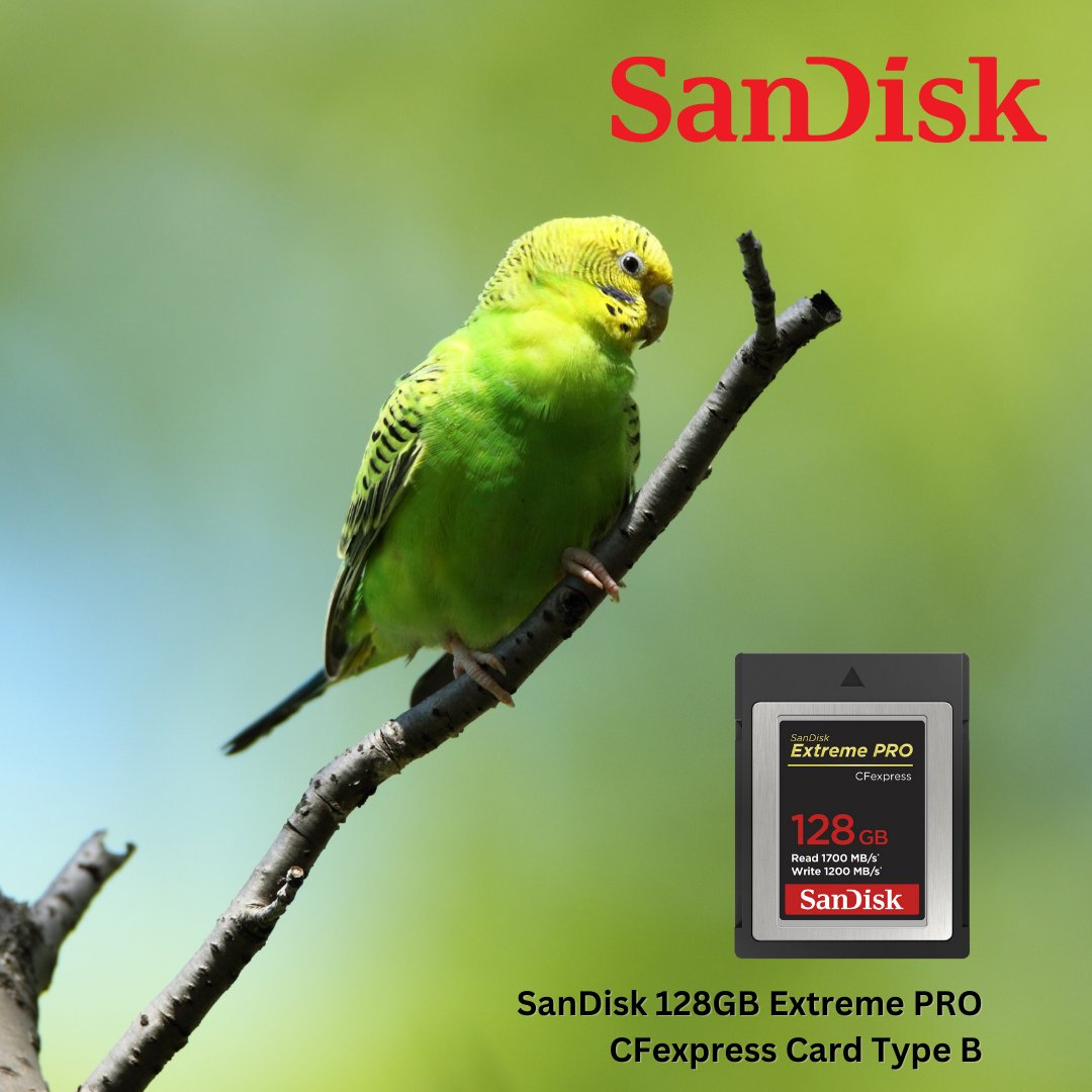 jjmehta's tweet photo. SanDisk 128GB Extreme PRO CFexpress Card Type B
Call #jjmehta #9833771200
Designed to deliver high speeds for working with raw 4K video captures, 20fps+ raw photos , Read 1700 MB/s / Write 1200 MB/s
#sandisk #xqd #cfexpress #typeb #memorycard #highspeedvideo #ishootraw https://t.co/Su5UJck5ud