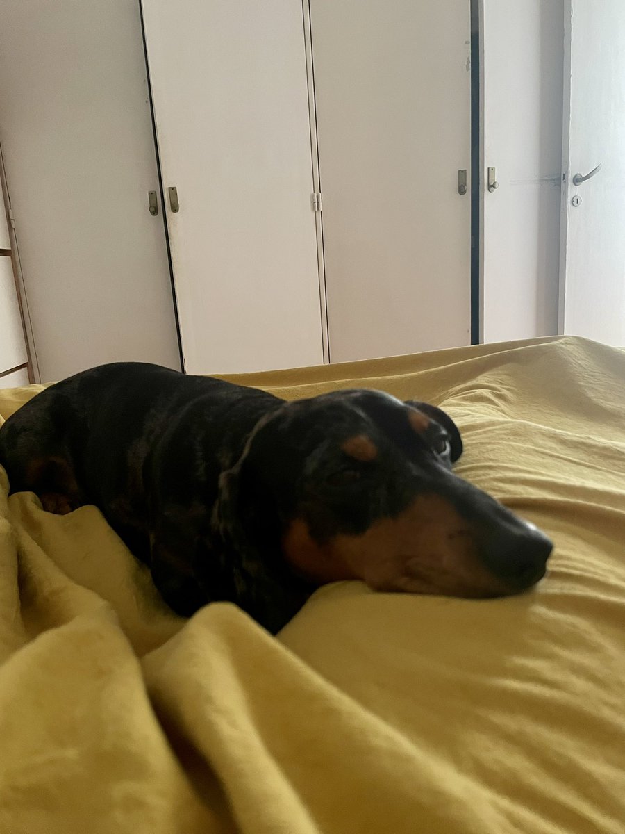 Ayer a la noche mientras paseaba con Tito, me di cuenta que algún día se va a morir. Me puse a llorar. Lo dejé dormir arriba de la cama.