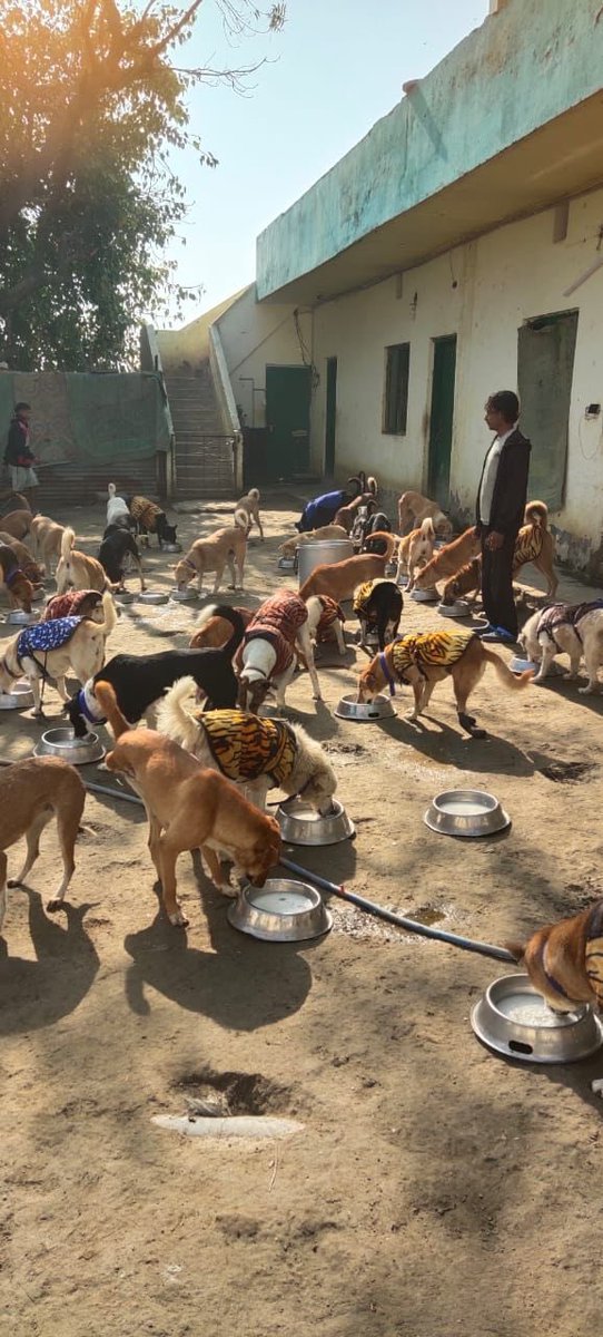 kawfoundation's tweet photo. We would like to thank Mia and Zoe for sponsoring another day of meals at our shelter today!

We would like to extend our love to the most adorable meal sponsors of the day, for sponsoring all the meals at our shelter once again.

Full post:
https://t.co/TI2gJYyJqr
#FYP #sponsor https://t.co/Iiq2lZQk4B