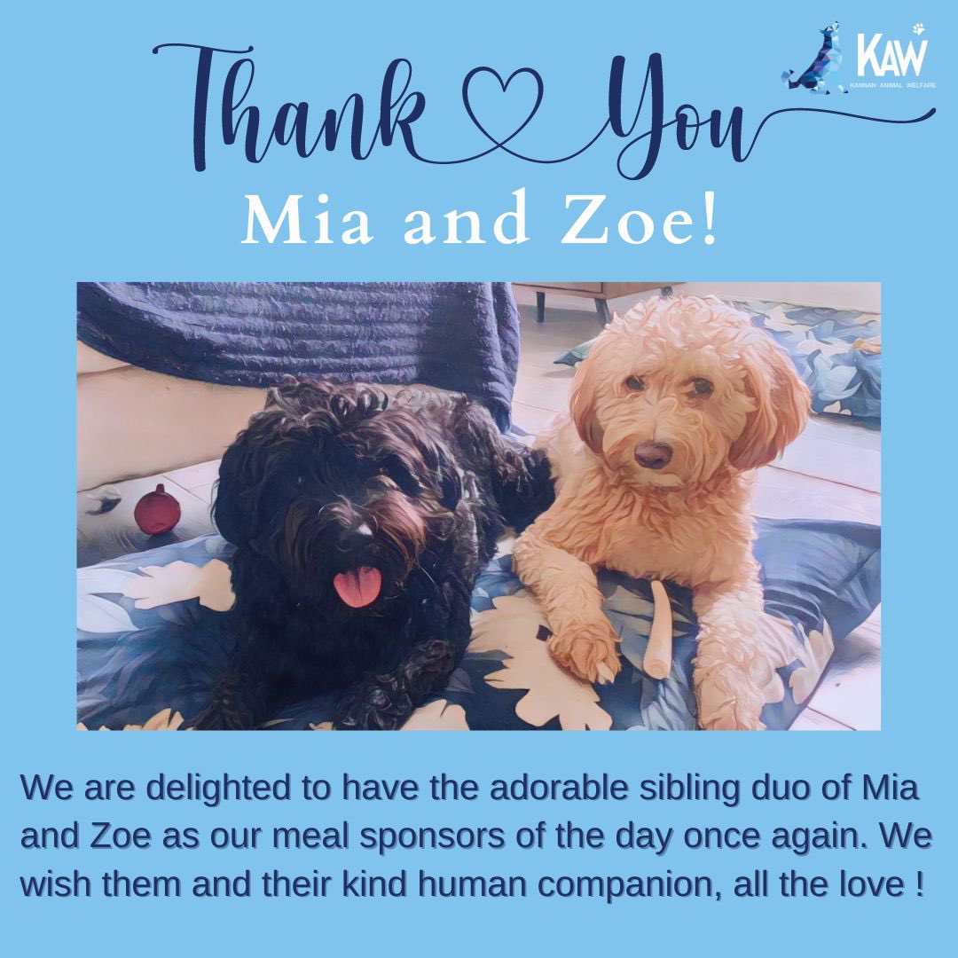 kawfoundation's tweet photo. We would like to thank Mia and Zoe for sponsoring another day of meals at our shelter today!

We would like to extend our love to the most adorable meal sponsors of the day, for sponsoring all the meals at our shelter once again.

Full post:
https://t.co/TI2gJYyJqr
#FYP #sponsor https://t.co/Iiq2lZQk4B