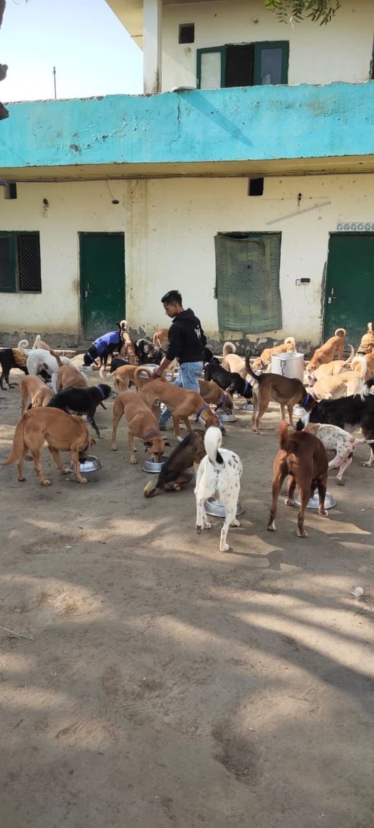 kawfoundation's tweet photo. We would like to thank Mia and Zoe for sponsoring another day of meals at our shelter today!

We would like to extend our love to the most adorable meal sponsors of the day, for sponsoring all the meals at our shelter once again.

Full post:
https://t.co/TI2gJYyJqr
#FYP #sponsor https://t.co/Iiq2lZQk4B