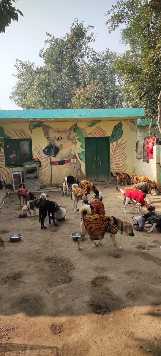kawfoundation's tweet photo. We would like to thank Mia and Zoe for sponsoring another day of meals at our shelter today!

We would like to extend our love to the most adorable meal sponsors of the day, for sponsoring all the meals at our shelter once again.

Full post:
https://t.co/TI2gJYyJqr
#FYP #sponsor https://t.co/Iiq2lZQk4B