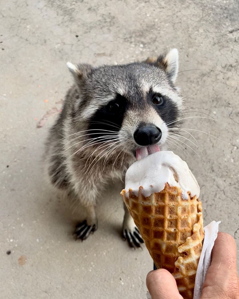 He is eating ice cream
#raccoonmomma #raccoonlife #racconsofinstagram #raccoonlove #raccoon
