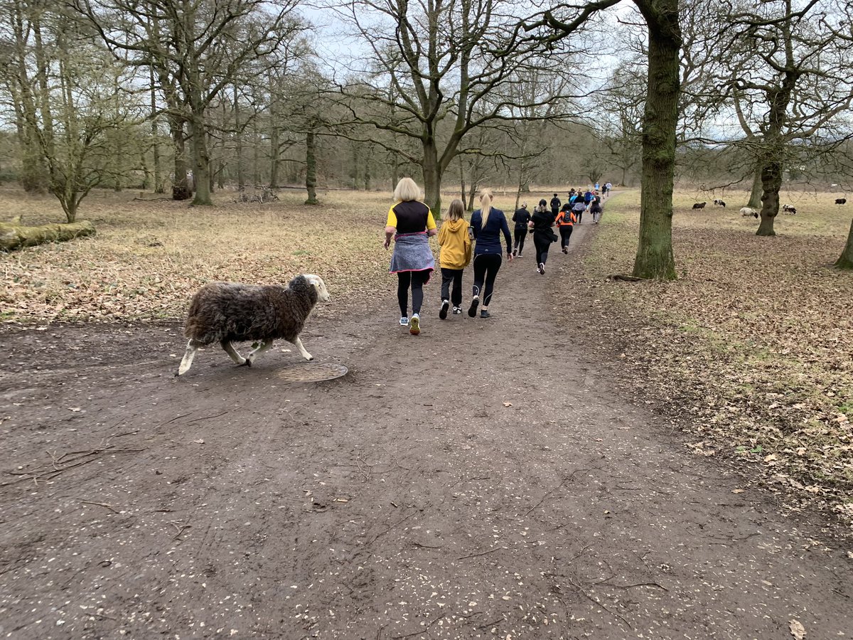 Kim_JThorley's tweet photo. @pnewton84 @RoyalBelgianFA @parkrunUK @Rob_Meadows Love the coordination 🇧🇪!

We had a guest appearance @TGparkrun 🐑 https://t.co/MKoUAvmMxk