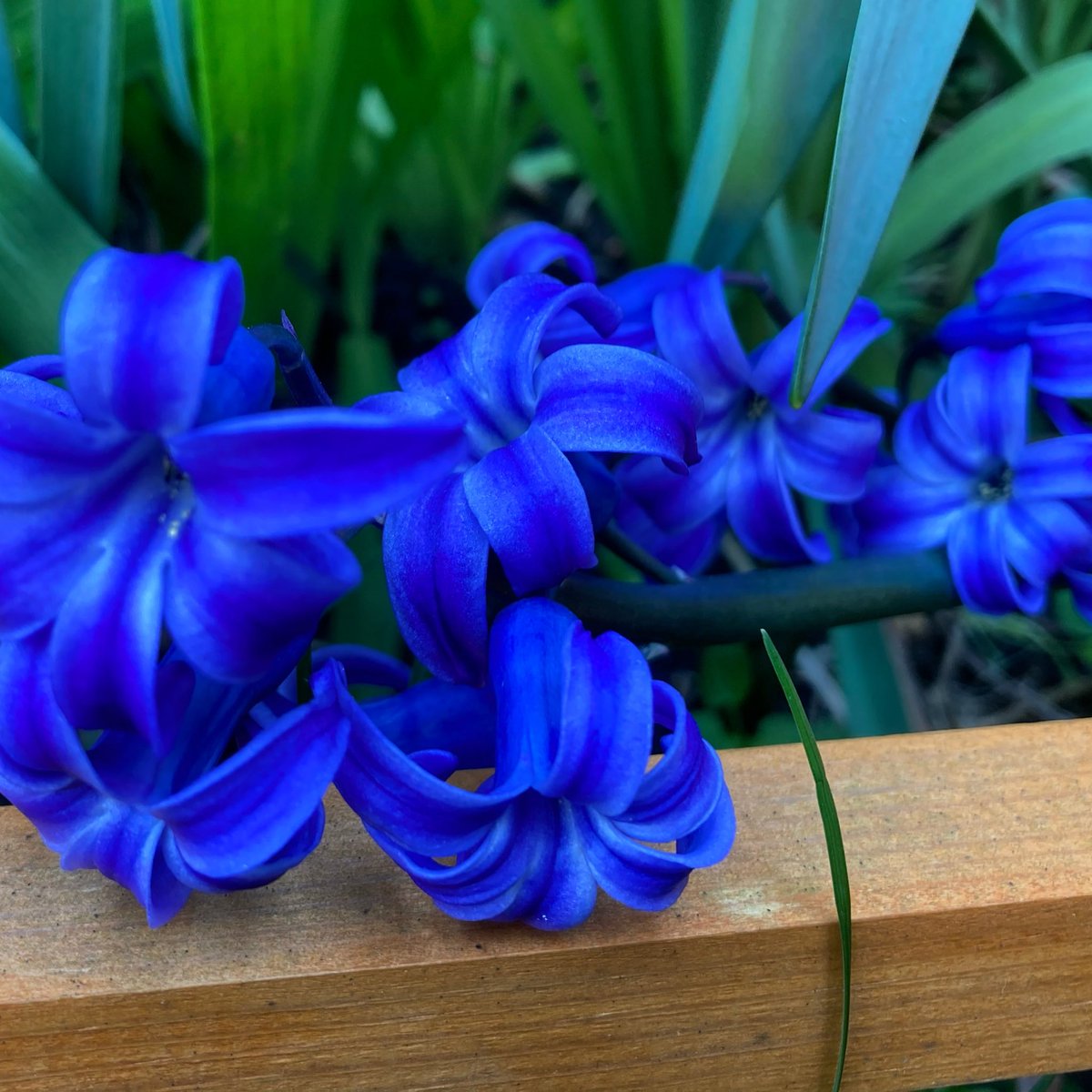 💙Deepest blue Hyacinth, from my Mums garden. A bit too heavy and fallen sideways, but still that colour is so vibrant💙

#NannysGardenWorld

#Flowers #Garden #GardeningTwitter #springbulbs #PlantingTwitter #hyacinth #BanPlasticGrass #PeatFree
