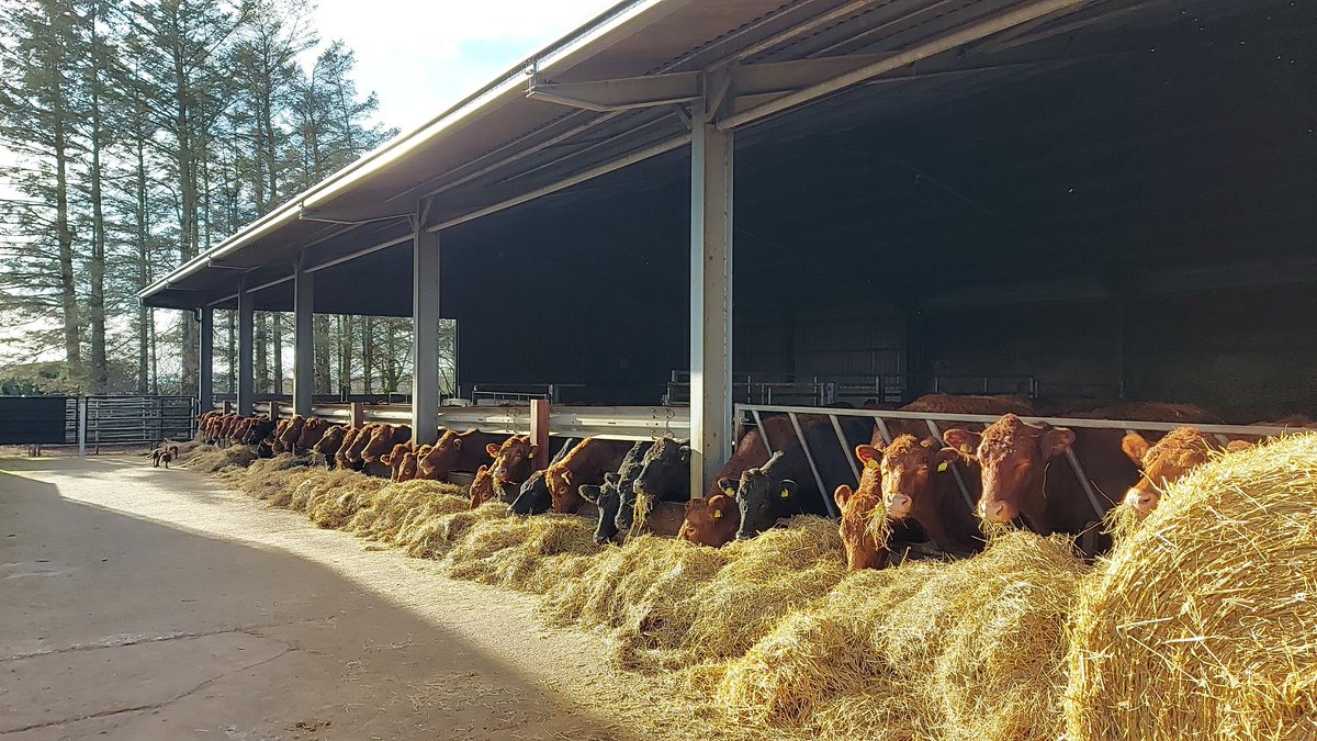 NorrieRobin's tweet image. It may well be "fools spring" but I'll take it! 
#foolsspring