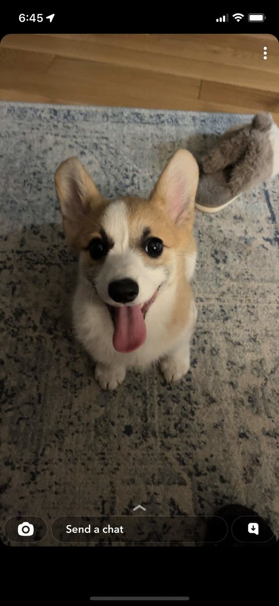 Candi_Corgi's tweet photo. Little miss drama queen               #CorgiLover #DramaAlert #crazycorgi #DogsOnTwitter https://t.co/eMlvYDVqaU