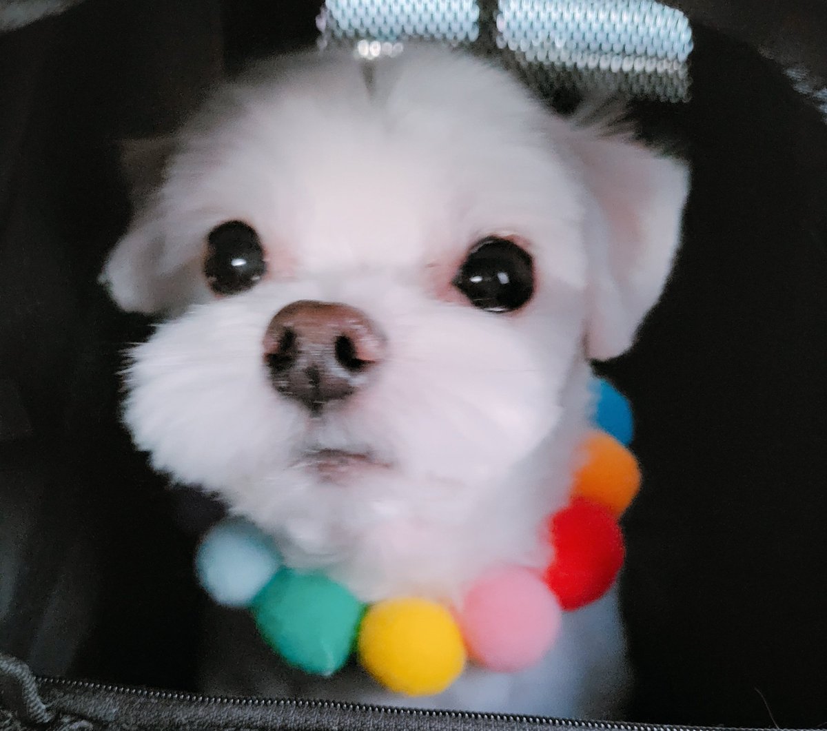 Hobbang_0's tweet photo. 궈노빵 근황 https://t.co/ihItRYRJG4