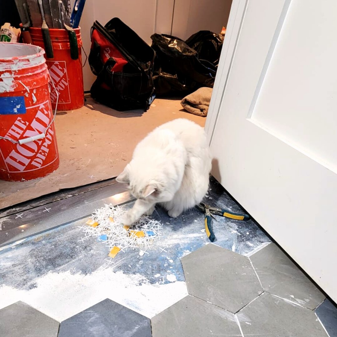 dRemodeling1's tweet photo. One of our technicians doesn’t know this furry friend’s name but likes to call him ‘Bruce’ 😻. He’s a resident at one of our job sites and enjoys laying in the shower every morning, supervising the project to make sure things get done and cleaning up the tile spacers. 💖 https://t.co/f9T8kdIiJY