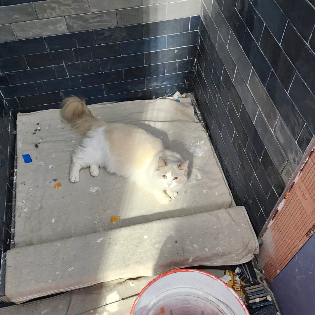 One of our technicians doesn’t know this furry friend’s name but likes to call him ‘Bruce’ 😻. He’s a resident at one of our job sites and enjoys laying in the shower every morning, supervising the project to make sure things get done and cleaning up the tile spacers. 💖