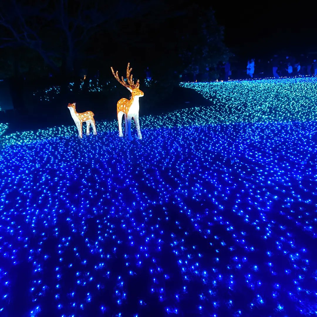 nine_slave's tweet photo. なら瑠璃絵行ってきました。
今夜は気温も低すぎず、天気もよくて好ロケーションでした♪ https://t.co/GdoEHAfJ6O