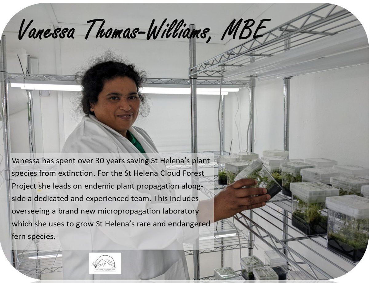 StHelenaPeaksNP's tweet photo. On this #WomeninScience Day we're celebrating awesome women on the #StHelena #cloudforestproject. From fern micro-propagation to invertebrate monitoring to wide-ranging research, women are leading the way! 

https://t.co/pTlv5a1YZ1 

#February11 #IDEA @WomenScienceDay https://t.co/Z3h9jsZL7x