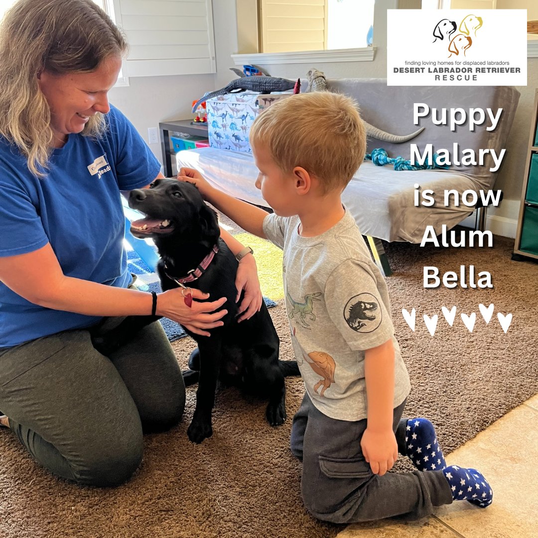 Desert Lab Rescue tweet media