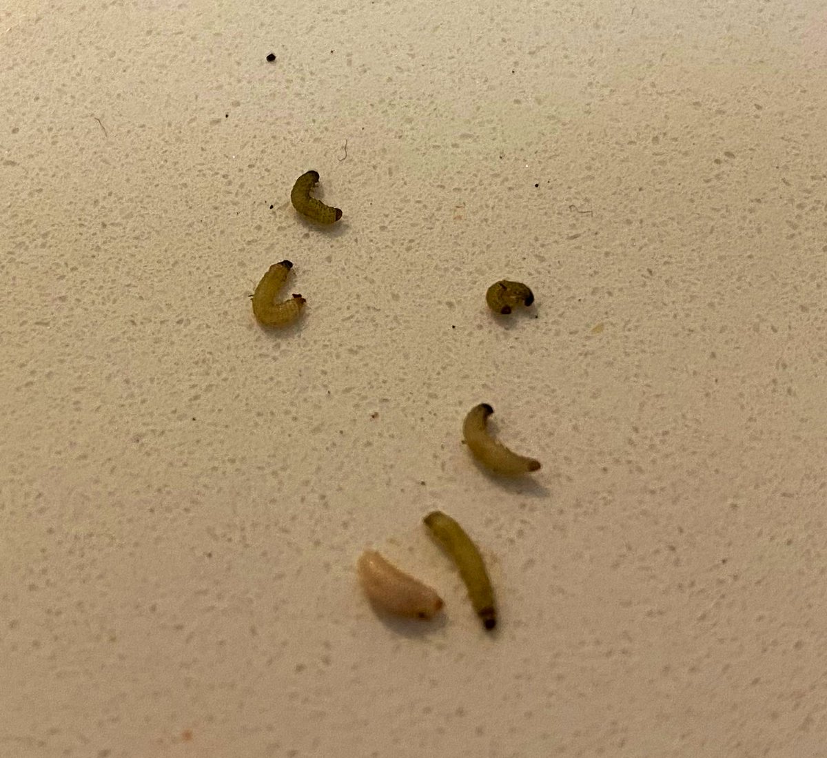 ChrisTurves's tweet image. Stick or twist ? #OSR #CSFB #RWSW