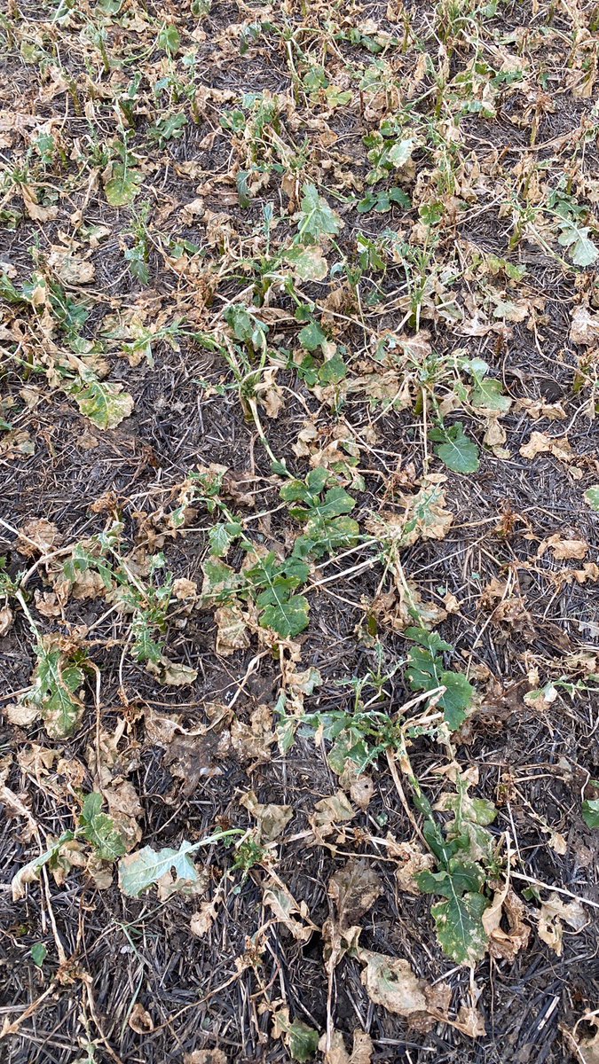 ChrisTurves's tweet image. Stick or twist ? #OSR #CSFB #RWSW