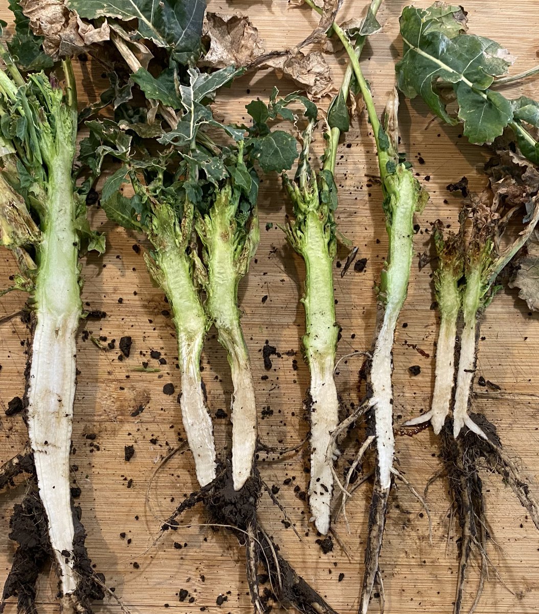 ChrisTurves's tweet image. Stick or twist ? #OSR #CSFB #RWSW