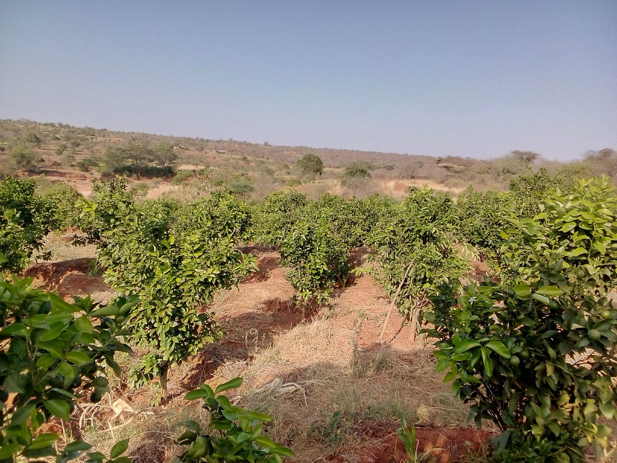 Transforming one of the driest areas through smart farming of citrus 🍊 trees