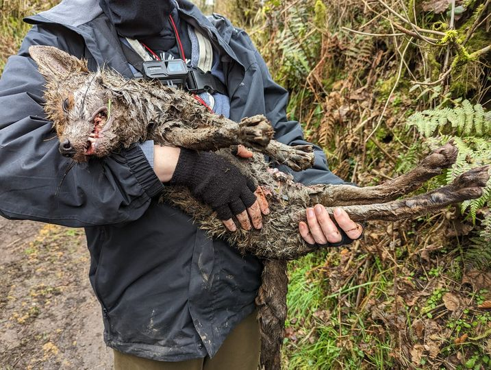 HsaChair's tweet photo. The Killing Continues
We're really sorry to report the Stevenstone Hunt has just killed a vixen in front of sabs near Woolsery. chasing her to ground, bolting her and chasing again. Sabs did try and save her. The hunt were determined for a kill.
@devoncountysabs @rupertevelyn https://t.co/pIxzhI8NXN