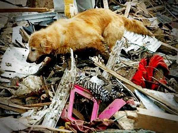 Stichting Dierennood tweet media