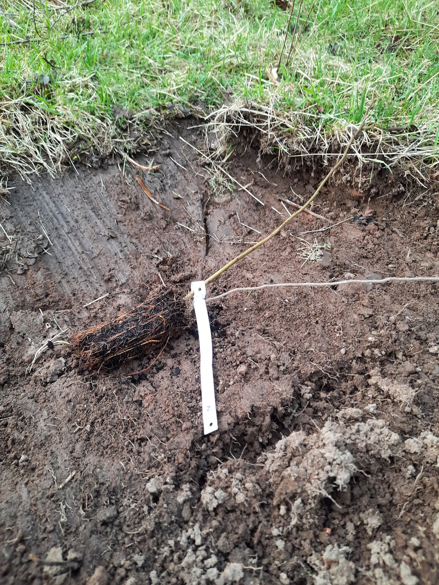 NotBadForHerAge's tweet photo. Planting trees @WatchtreeNR this morning. There'll be a fantastic woodland there in 100 years time. ☺️🤔🕑 #nature #treesofthefuture #treesareourfuture #wontbealivetoseeit #futuregenerations #saplings https://t.co/rn2TIQhoZz