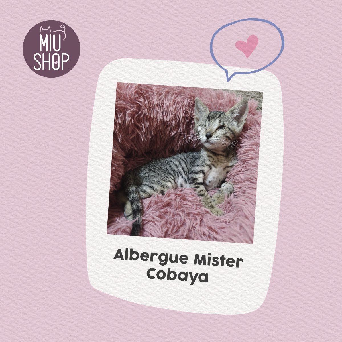 Adoptamiu tweet media