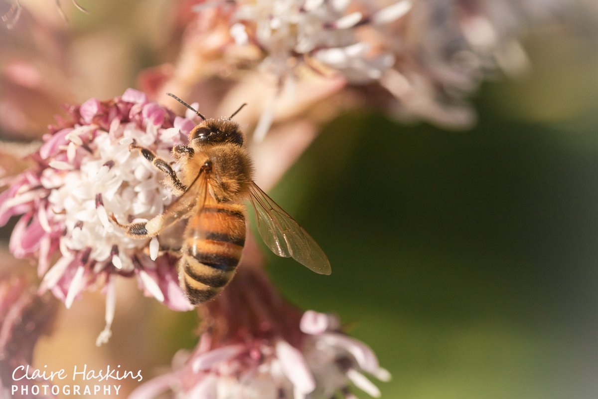 It is definitely starting to look like Spring with the insects starting to feed on flowers as this honey bee feeds on flowers near to Horner Wood in Somerset

#insect #insectphotography #bee #pollinator #exmoor #hornerwood #westsomerset #somerset #macro #exmoornationalpark