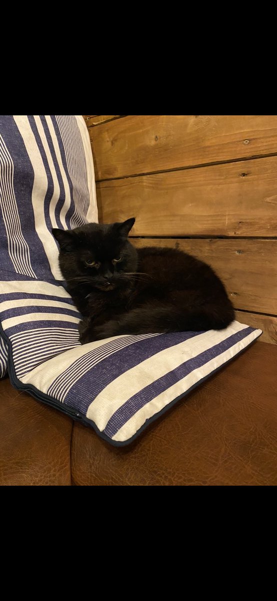 So today we had to say good bye to one of #altrincham characters that is #sausage. At the age of 16yrs, he has had a good innings but no more could be done, a sad day 😞