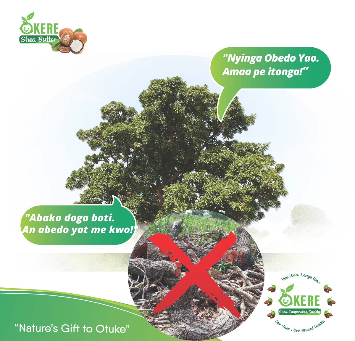 OkereCity's tweet photo. Over the past 20 years, Okere Parish has lost 80% of her Shea tree’s cover. Working to stop the callous destruction of the #sheatrees and making our community to realize the immense potential of shea butter is one of our foremost businesses. https://t.co/rJ2RHSkFo9