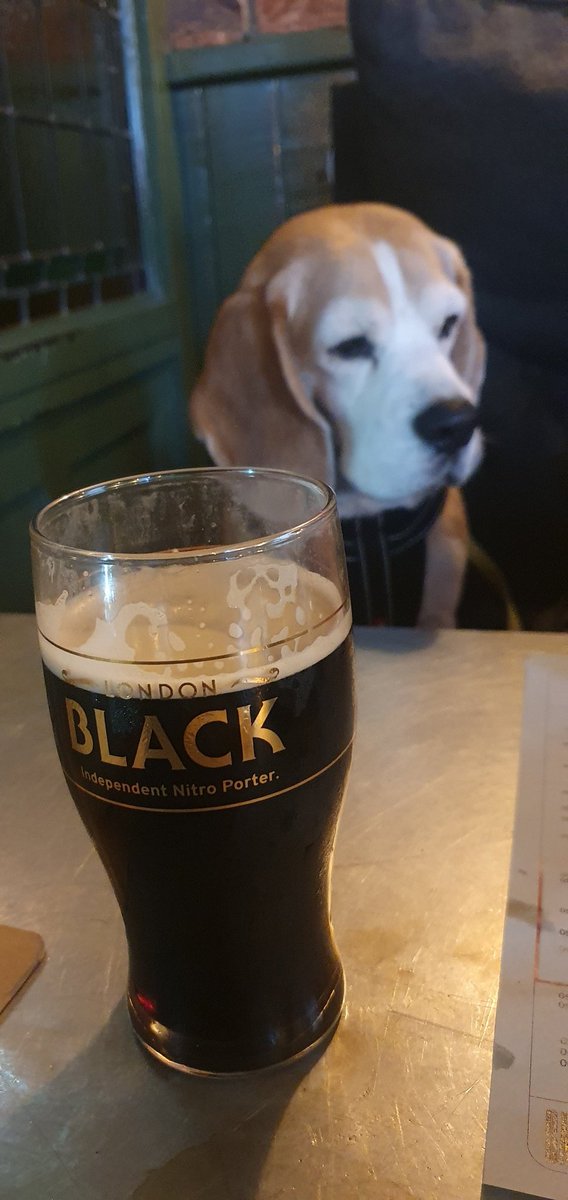 Here's to beer, to beagles....and to Scotland beating Wales🤞🏼. 
🍺🐶🏉🙂
#londonnitroporter #beagle #scotlandrugby #AsOne