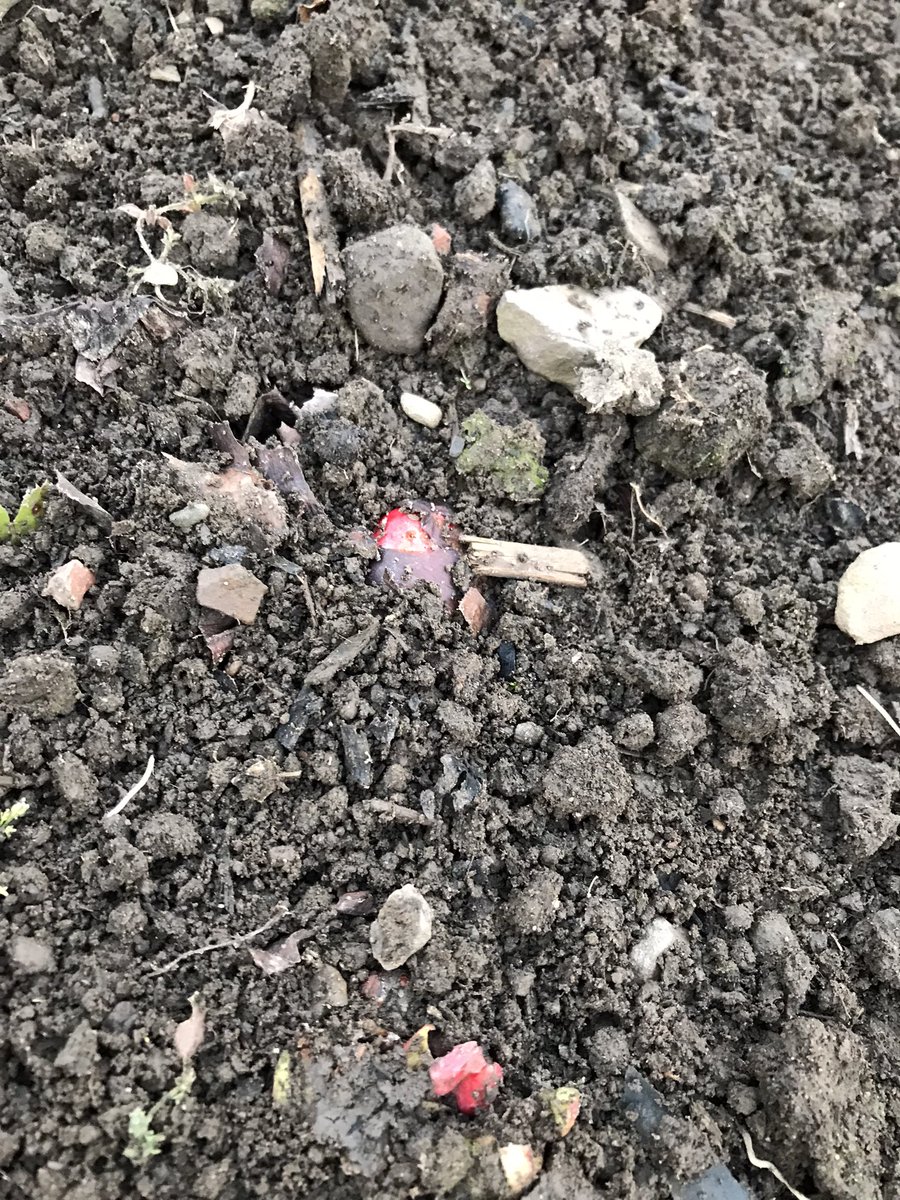 outsidenurse's tweet photo. First visit to the #allotment this year. Quick run over wi the hoe and almost ready to sow! Rhubarb peeking through Love #nodig #springonitsway #inmyhappyplace #allotmentlife β€οΈβ€οΈπ±π± https://t.co/9F3xYp7G6h