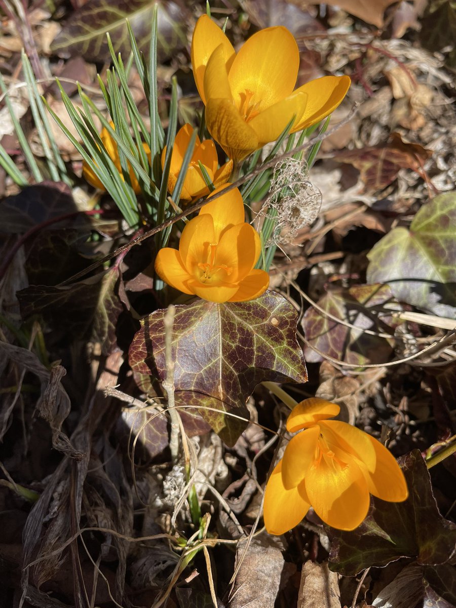 Good morning! First flowers have arrived! #crocus