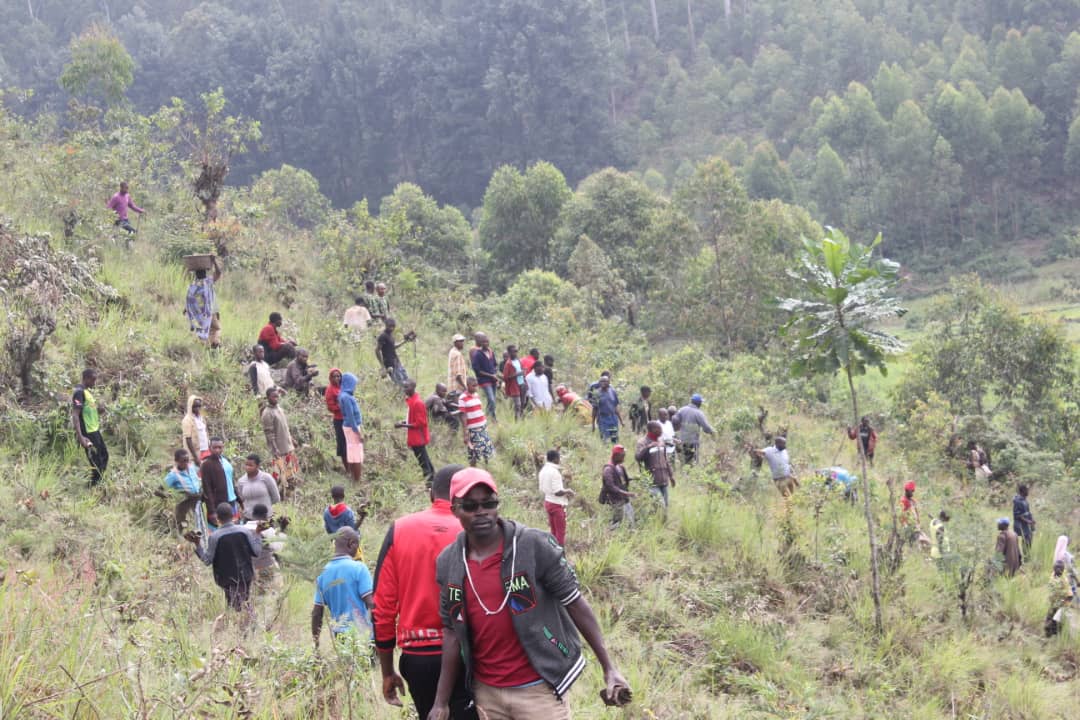 rutanacnddfdd's tweet photo. #Burundi kuruyu wa 11/2/2023 mu ntara ya Rutana abagumyabanga bo muriyo ntara bifatanije nabandi bene gihugu bo mu makomine ya Musongati na Rutana aho bari baramutse batera ibiti ku mutumba wa Bugunga uri muri Komine Rutana.@nancymutoni @CnddFdd https://t.co/nCb136irc9
