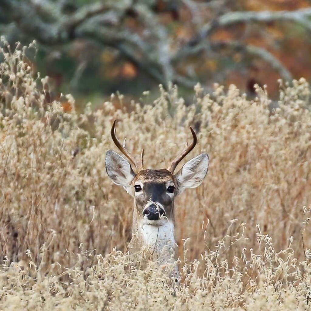 Today’s Happier Place is brought to you by @riverbendoutfitters from Texas. 
 
Use #HappierPlace to get featured
Follow: <a href="/happier_place/">andrew perry</a>

Personal tag: #happier_riverbendoutfitters
Location tags: #happier_texas #happier_USA  #happier_wildlife 

——————… instagr.am/p/Coh2V6avKE3/