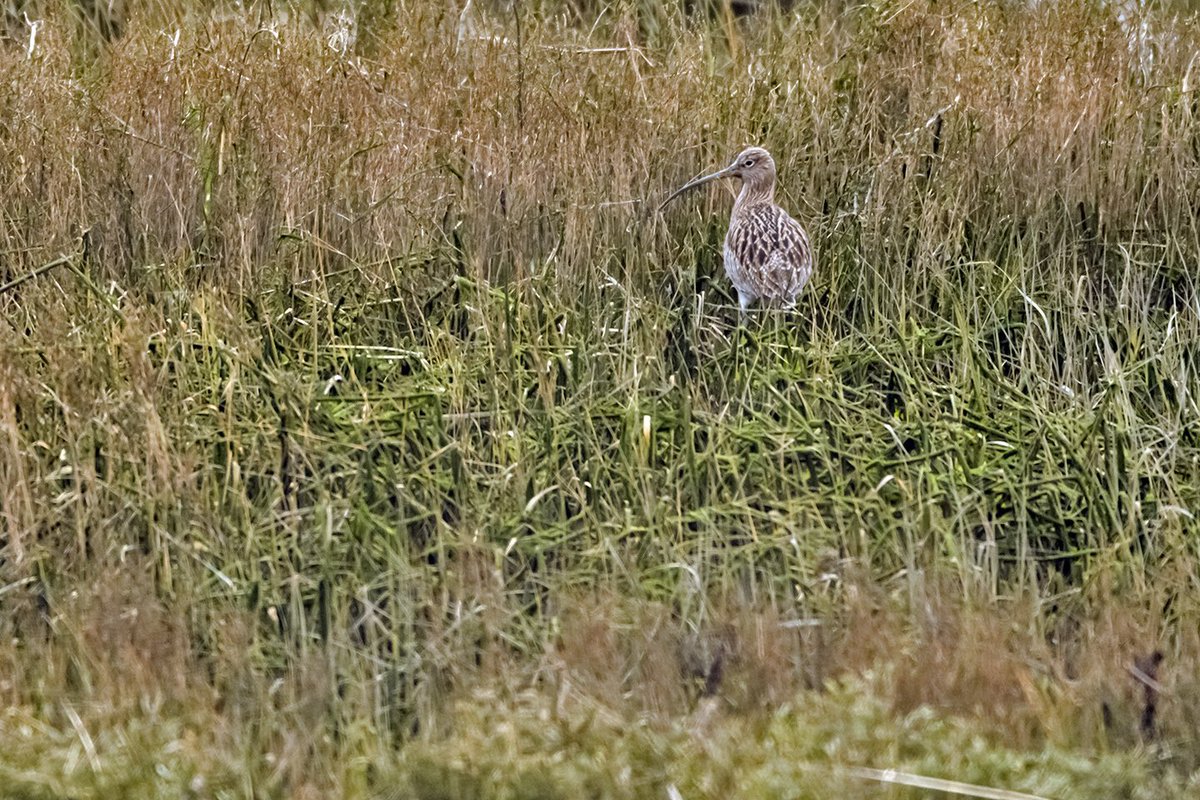 Red_E_Read's tweet photo. @EssexWildlife @EssexBirdNews @_BTO @YourSouthend The Curlew were calling today at #EWT #TTI #TwoTreeIsland 11/2/23. https://t.co/FFcZTzWdpW