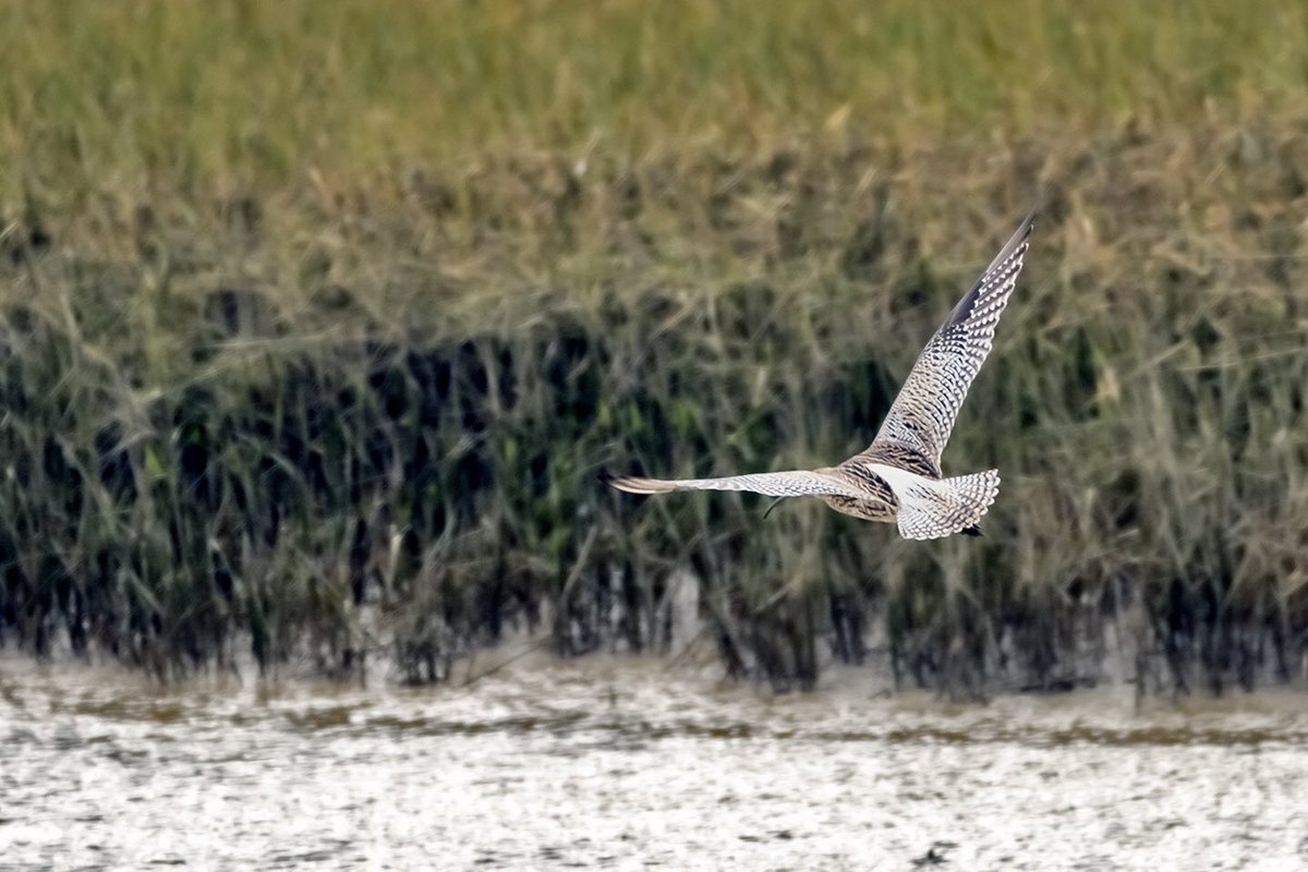 Red_E_Read's tweet photo. @EssexWildlife @EssexBirdNews @_BTO @YourSouthend The Curlew were calling today at #EWT #TTI #TwoTreeIsland 11/2/23. https://t.co/FFcZTzWdpW