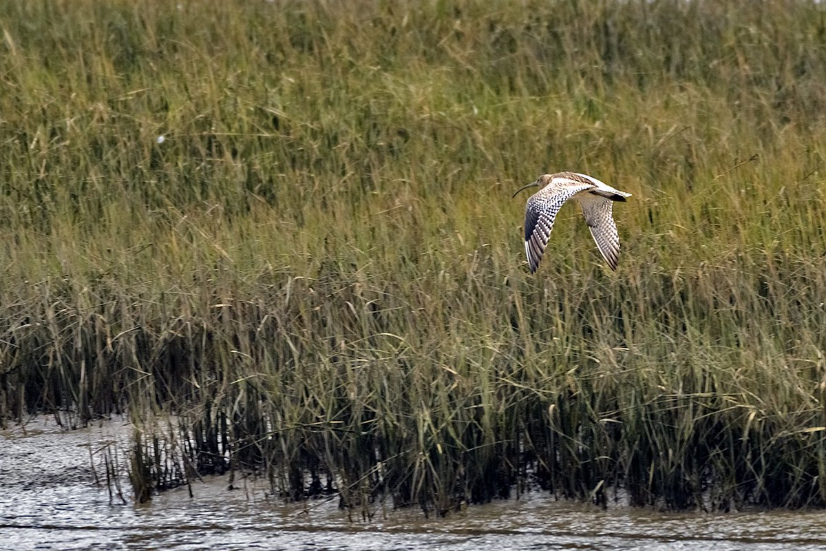 Red_E_Read's tweet photo. @EssexWildlife @EssexBirdNews @_BTO @YourSouthend The Curlew were calling today at #EWT #TTI #TwoTreeIsland 11/2/23. https://t.co/FFcZTzWdpW