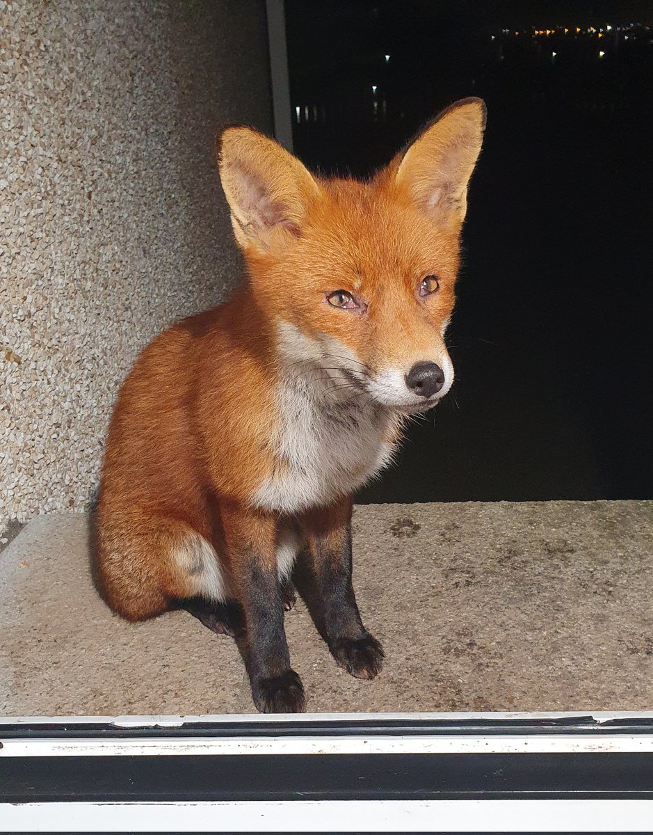 <a href="/HuntSabs/">Hunt Saboteurs Association</a> <a href="/devoncountysabs/">Devon County Hunt Sabs</a> <a href="/Matt_Longman_/">Chief Supt</a> @rupertevelyn <a href="/ChrisGPackham/">Chris Packham</a> How could anyone torture a beautiful wee animal like this 🦊